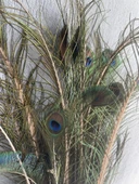 Gerçek Tavus Kuşu Tüyü 80-110 cm (31 Adet) thumbnail 7