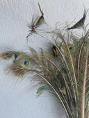 Gerçek Tavus Kuşu Tüyü 80-110 cm (31 Adet) thumbnail 3