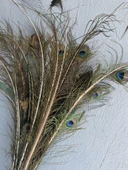 Gerçek Tavus Kuşu Tüyü 80-110 cm (31 Adet) thumbnail 4