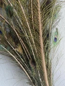 Gerçek Tavus Kuşu Tüyü 80-110 cm (31 Adet) thumbnail 6