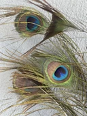 Gerçek Tavus Kuşu Tüyü 80-110 cm (31 Adet) thumbnail 5