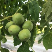 Tüplü Fernor Ceviz Fidanı Seneye Meyve Verir Durumda 120-180 cm) thumbnail 3