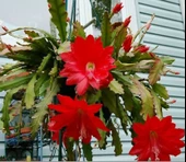 Epiphyllum Selenicereus Anthonyanus Atlas Çiçeği Fidanı (9 Luk Saksıda) - 1