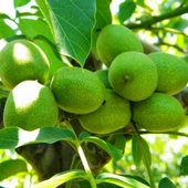 Tüplü Fernor Ceviz Fidanı Seneye Meyve Verir Durumda 120-180 cm) thumbnail 4