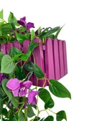 Nettenevime Yapay Çiçek Mor Begonvil li Mor Çit Balkon Saksısı 55*35cm 70cm Sarkar thumbnail 5