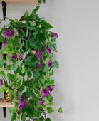 Nettenevime Yapay Çiçek Saksıda Mor Begonvil Çiçeği 9 Dallı 100cm Sarkan Çiçek thumbnail 6