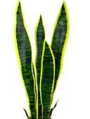 Yapay Çiçek Saksılı Yeşil Kılıç Çiçeği 68cm Salon Çiçeği Gri Seramik Saksılı Yapay Bitki - 5