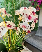 Nettenevime Yapay Çiçek 4lü Bordo Çilli Beyaz Islak Orkide Metal Yuvarlak Gold Vazoda Orkide 50cm thumbnail 7