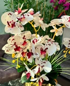 Nettenevime Yapay Çiçek 4lü Bordo Çilli Beyaz Islak Orkide Metal Yuvarlak Gold Vazoda Orkide 50cm thumbnail 6