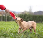 Bama Köpekler İçin Toksit İçermeyen Oyuncak - 3