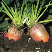 Hayvan Pancarı Rekord Poly İthal 1Kg - 1