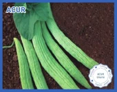 Biogen Acur Tohumu 25gr 1 Paket - 1