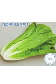 Biogen Yedikule Marul Tohumu 10gr 1 Paket - 1