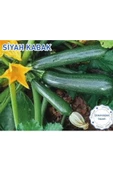 Biogen Siyah Kabak Tohumu 10gr 1 Paket - 1