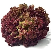 Simagro Kırmızı Kıvırcık Marul Tohumu 5gr 1 Paket - 1