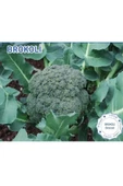 Green Line Brokoli Yeşildere Tohumu 3GR - 1