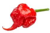 Dünyanın En Acı Biber Tohumu (Trinidat Scorpion) 5 Adet Tohum - 2