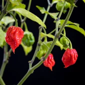 Dünyanın En Acı Biber Tohumu (Trinidat Scorpion) 5 Adet Tohum - 5