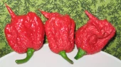 Dünyanın En Acı Biber Tohumu (Trinidat Scorpion) Ekim Seti 5 Adet Tohum - 2