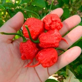Dünyanın En Acı Biber Tohumu (Trinidat Scorpion) Ekim Seti 5 Adet Tohum - 3