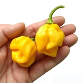Dünyanın En Acı Biber Tohumu (Trinidat Scorpion) Sarı Renk 5 Adet Tohum - 1