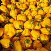 Dünyanın En Acı Biber Tohumu (Trinidat Scorpion) Sarı Renk 10 Adet Tohum thumbnail 3