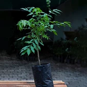 AMBRELLA (UMBRELLA) FİDANI 3 YAŞ 70 CM (NADİR TÜR) - 3