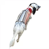 Stripe Bordo Köpek Ceketi, Orta ve Büyük ırklar için - 4