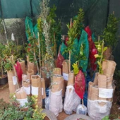 3 Yaş Aşılı Kırmızı Ceviz Fidanı - 4