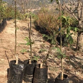 3 Yaş Aşılı Kırmızı Ceviz Fidanı - 3