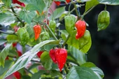 Bhut jolokia Biber Tohumu (Ghost pepper) 10 Adet Tohum (Çok Acı) thumbnail 2