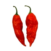 Bhut jolokia Biber Tohumu (Ghost pepper) 10 Adet Tohum (Çok Acı) thumbnail 4