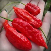 Bhut jolokia Biber Tohumu (Ghost pepper) 10 Adet Tohum (Çok Acı) thumbnail 3