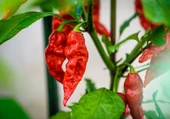 Bhut jolokia Biber Tohumu (Ghost pepper) 10 Adet Tohum (Çok Acı) thumbnail 5