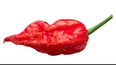 Bhut jolokia Biber Tohumu (Ghost pepper) 10 Adet Tohum (Çok Acı) thumbnail 1