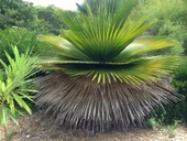 Copernicia Macroglossa Palmiye Tohum 2 Adet Tohum (Tayland'dan İthal) - 1