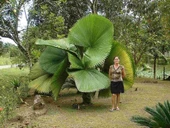 Licuala Peltata Palmiye Ağacı Tohumu 2 Adet Tohum (Tayland dan İthal) - 2