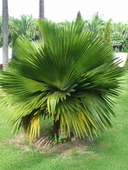 Copernicia Macroglossa Palmiye Tohum 2 Adet Tohum Ekim Seti (Tayland'dan İthal) - 5