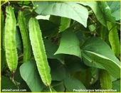 Kanatlı Fasulye Tohumu 3 Adet Tohum thumbnail 3