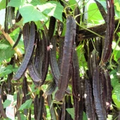 Mor Kanatlı Fasulye Tohumu 5 Adet Tohum thumbnail 4