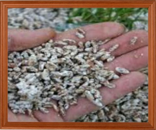 Kültür Mantarı Tohumu  100 gr Beyaz Şapkalı Mantar Miseli 500 grm Torf Hediye