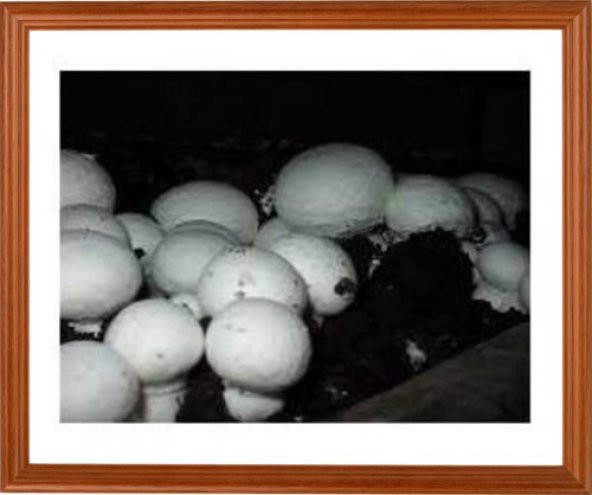 Kültür Mantarı Tohumu 200 gr Beyaz Şapkalı Mantar Miseli