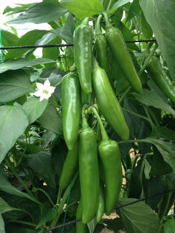 MEKSİKA JALAPENO KIRMIZI ACI BİBER TOHUMU 5 TOHUM + SÜPRİZ TOHUM - 2