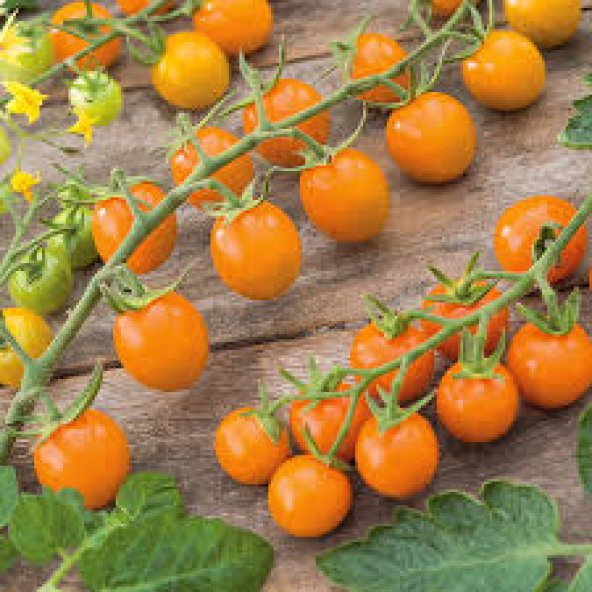 Cherry Turuncu Domates Tohumu Ekim Seti 5 Tohum +Saksı+Toprak - 3