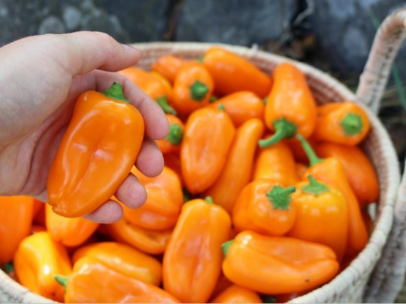Çok Acı Turuncu Sos Biberi Portakal Biberi Tohumu 5 Tohum - 3