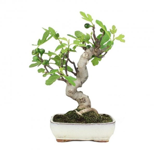 İthal Yeşil İncir Bonzai Ağacı Tohumu Ekim Seti 5 Tohum +Saksı+To