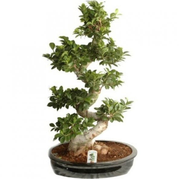Bodur Hambeles Ağacı Bonzai Ağacı Ekim Seti 5 Tohum Saksı+Toprak