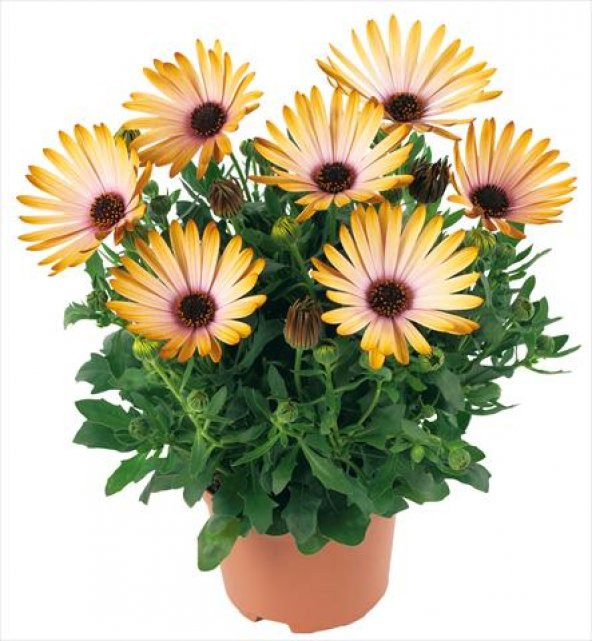 Gazanya Çiçeği Tohumu 5 Tohum Koyun Gözü Ekim Seti 5 Tohum +Saksı