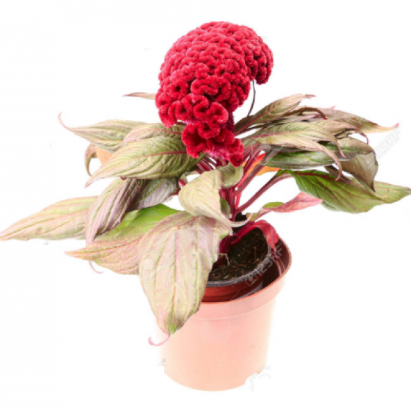 Celosia Horozibiği Çiçeği Ekim Seti 5 Tohum Horoz +Saksı+Topra
