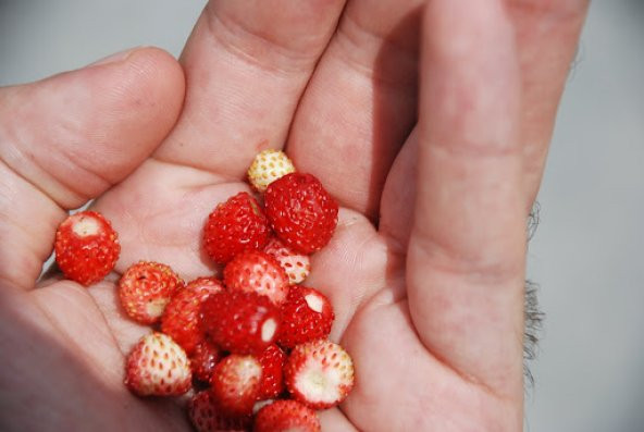 Yayılıcı Dağ Çileği Ekim Seti Çilek Tohumu + Saksı + Toprak - 3